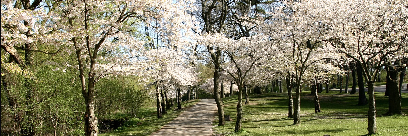 Cherry trees in bloom and pathway in High Park; Credit: https://www.flickr.com/photos/cityoftoronto/17103378200